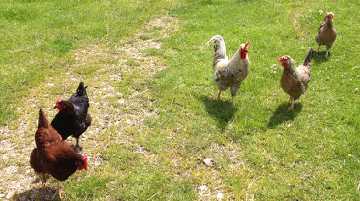 Rose Coombe Farm, EX13 8SY, Seaton, Devon