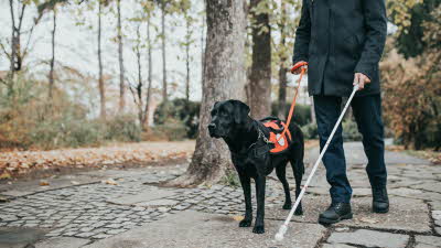 Blind man with Guide dog