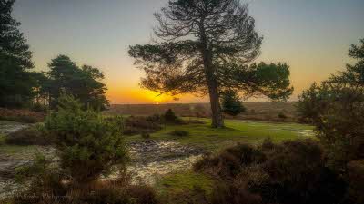 A beautiful sunset in the distance with various trees and grasses