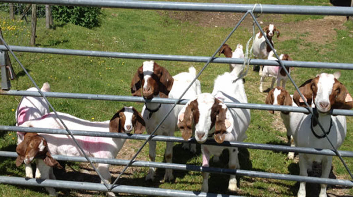 Rose Coombe Farm, EX13 8SY, Seaton, Devon