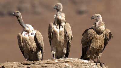 three Cape Vultures perched on a rock