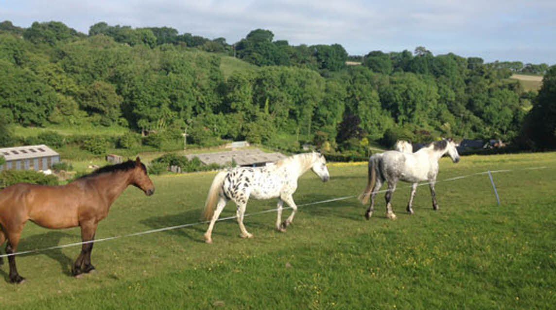 Rose Coombe Farm, EX13 8SY, Seaton, Devon