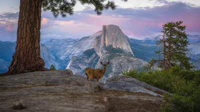 deer standing in the Yosemite national park in california