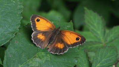 Butterfly Conservation_Image 3