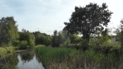 Deodara, NR31 9QS, CL