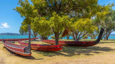 Boats under the shade of a tree with the lake in the distance under a blue sky