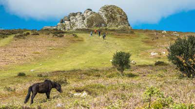 A pony grazing in the foreground with Haytor Rocks rising up in the distance under a blue sky