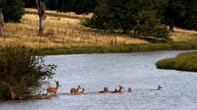 Holkham Park, Holkham Estate, Water, Lake, River, Deer