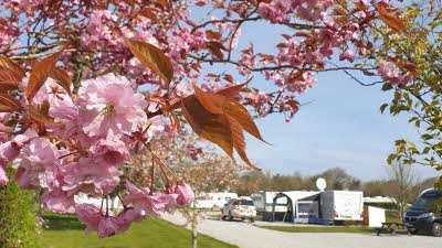 Cherry blossom with a caravan site in the background