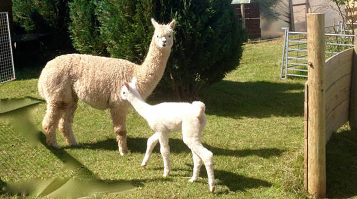 Manor Farm Caravan Park, TA5 2BB