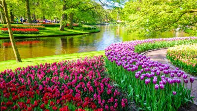 Rows or purple, red and lilac tulips curving round the waterway in the background with flowers and trees on the far side of the bank