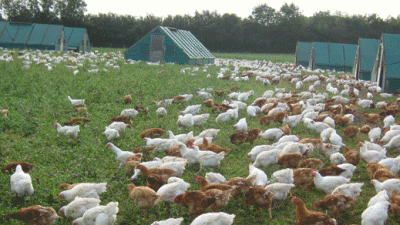 Chenson Farm, EX18 7LF, Chulmleigh, Devon