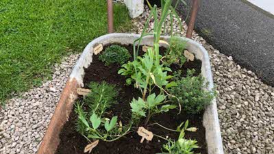 Wheelbarrow full of various green herbs