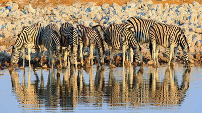 Shutterstock photo of zebras 