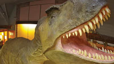 Offer image for: Dinosaur Museum - Two for one