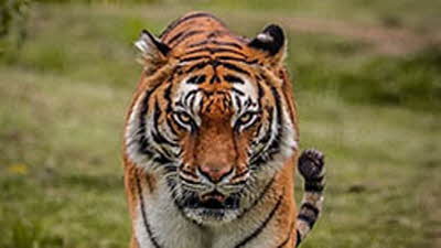 Offer image for: Lincolnshire Wildlife Park - 15% discount