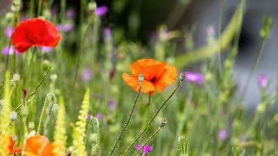 Red poppies growing in the long grass surrounded by yellow and purple flowers